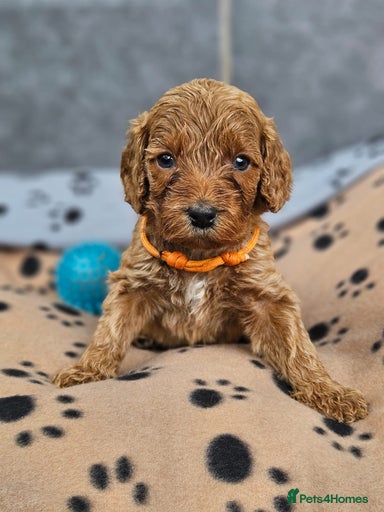 Gallery Image {{count}}