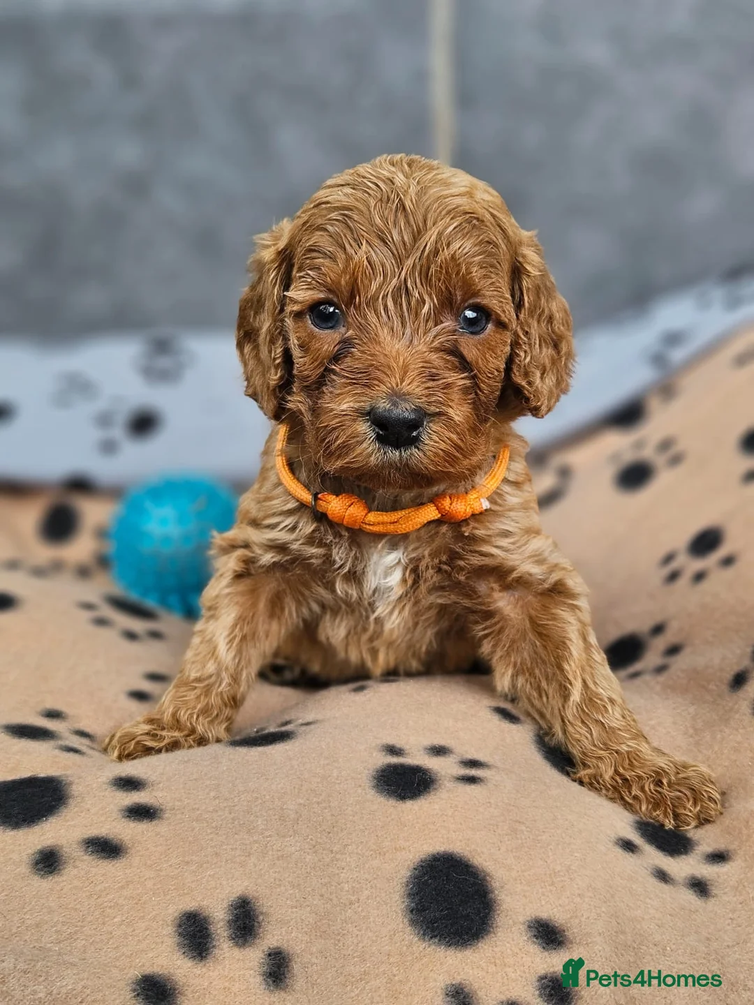 Gallery Image {{count}}