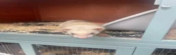 Ferret rodents for sale: Ferret kits for sale in Bristol - Advert 7