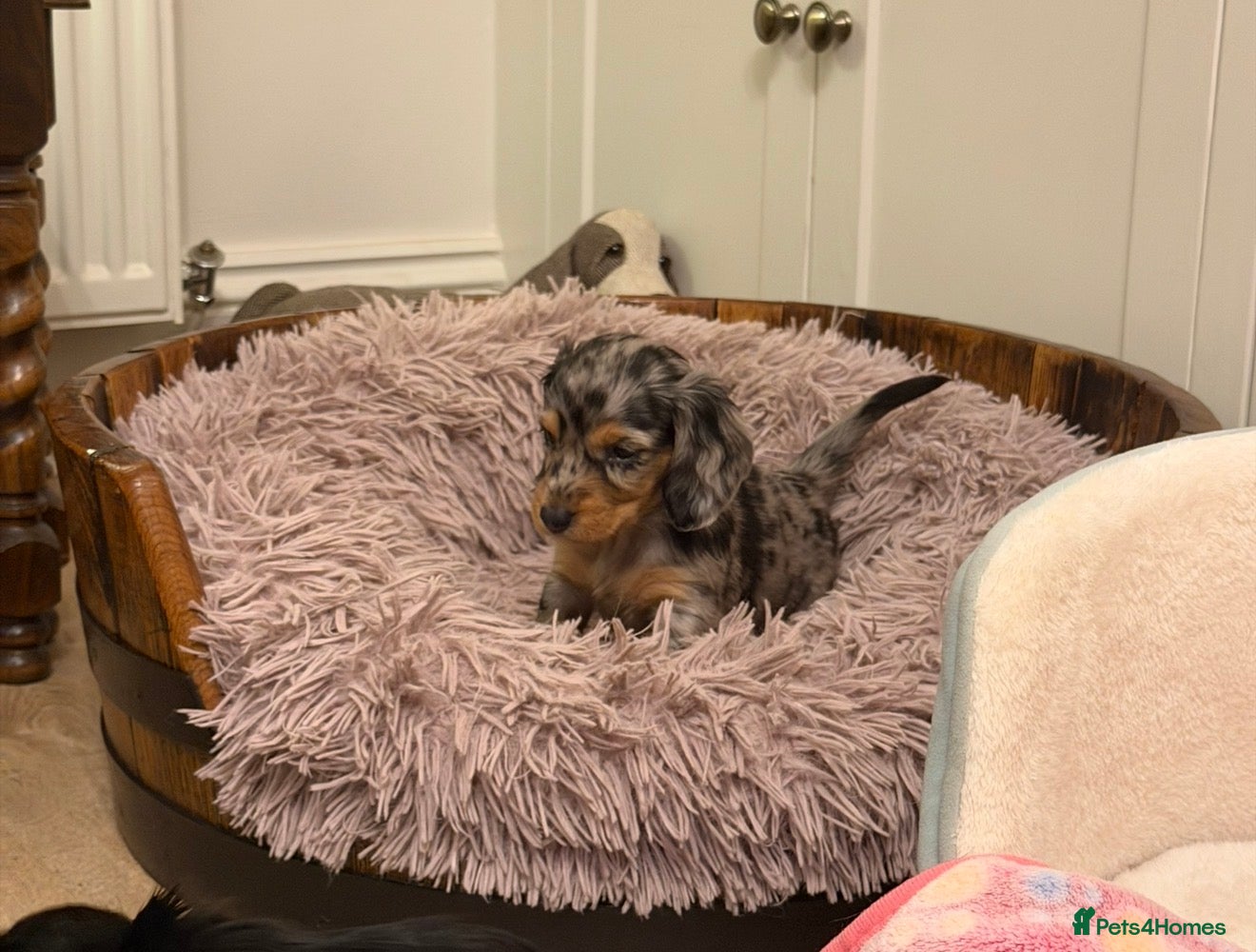 Dachshund dogs KC Standard Long Haired Dachshund Puppies - Advert 2