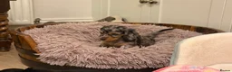 Dachshund dogs for sale: 4 KC Standard Long Haired Dachshund Puppies - Advert 13