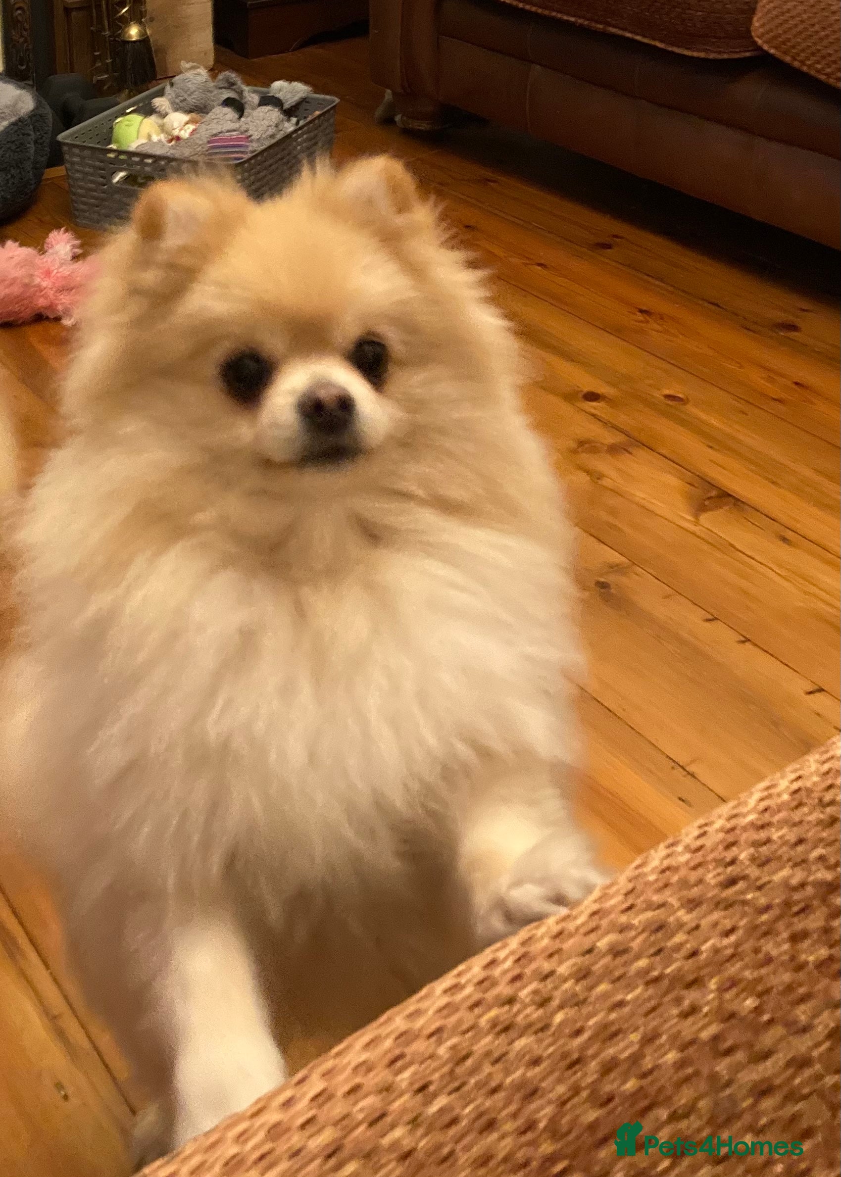 Pomeranian dogs Stunning, Proven KC reg Pomeranian Stud  - Advert 14