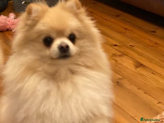 Pomeranian dogs in Stockton-on-Tees - Advert 11