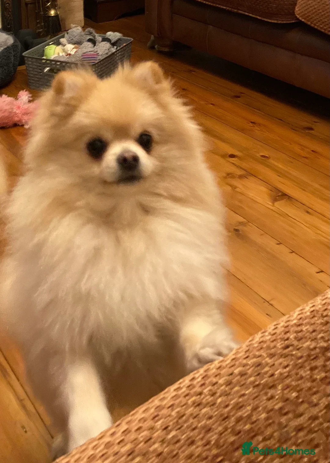 Pomeranian dogs for stud: Stunning, Proven KC reg Pomeranian Stud  in Stockton-on-Tees - Advert 2