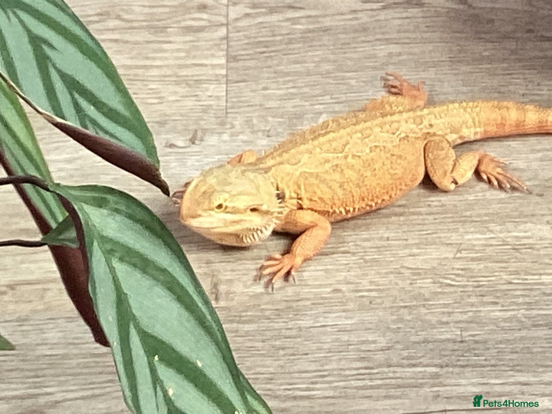 Bearded Dragon reptiles for sale: Bearded Dragon - Image 2
