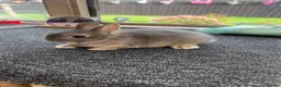 Netherland Dwarf rabbits for sale: Two beautiful opal Netherland dwarfs  - Advert 3