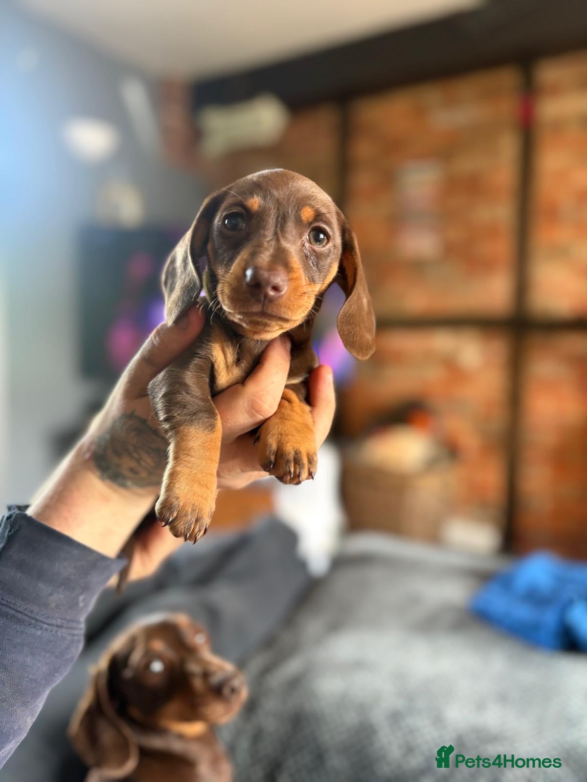 Miniature Dachshund dogs Miniature dashound brown and tan  - Advert 1