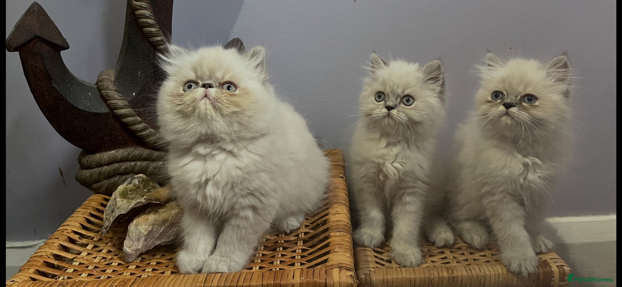 Persian cats Ready Now. 3 little Persian Pirates ready to sail  - Advert 7