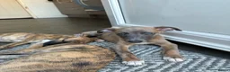 Mixed Breed dogs for sale: Whippet puppies for sale  in Swindon - Advert 4