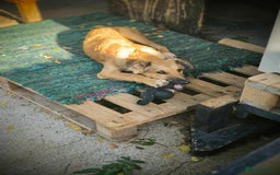 Mixed Breed dogs for adoption: COFFEE & ROBYN  – adopt a bonded pair  - Advert 11