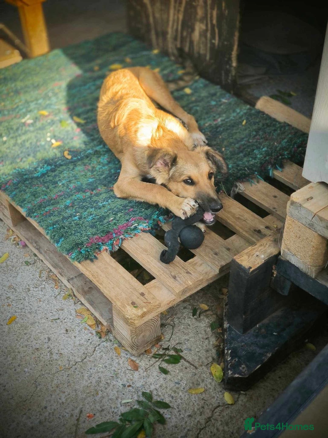 Mixed Breed dogs for adoption: COFFEE & ROBYN  – adopt a bonded pair  - Advert 11