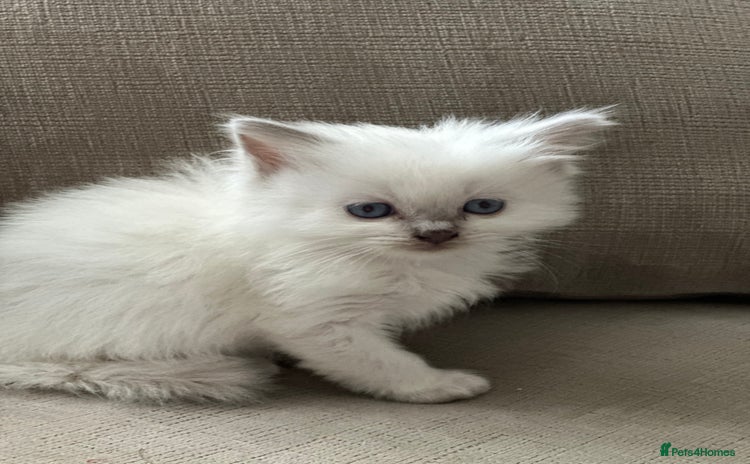 Ragdoll cats 🎀🎀 GCCF STUNNING BABIES 🦋🦋 - Advert 11