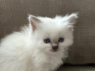 Ragdoll cats 🎀🎀 GCCF STUNNING BABIES 🦋🦋 - Advert 12