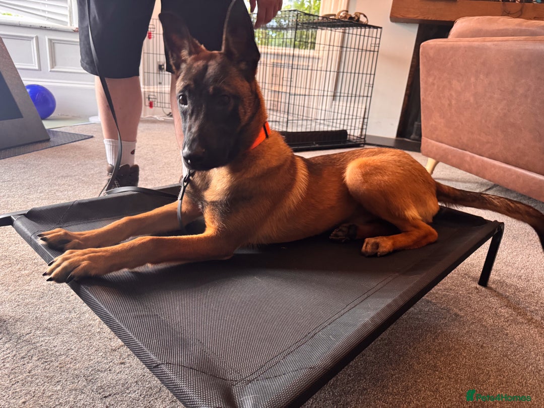 Belgian Shepherd Dog dogs for sale: Kairo - Urgent Rehome - Image 14