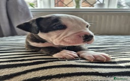 American Bulldog dogs for sale: American Bulldog Puppies  - Image 3
