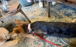 German Shepherd dogs for sale: Beautiful Hermaphrodite German Shepherd Puppy - Image 4