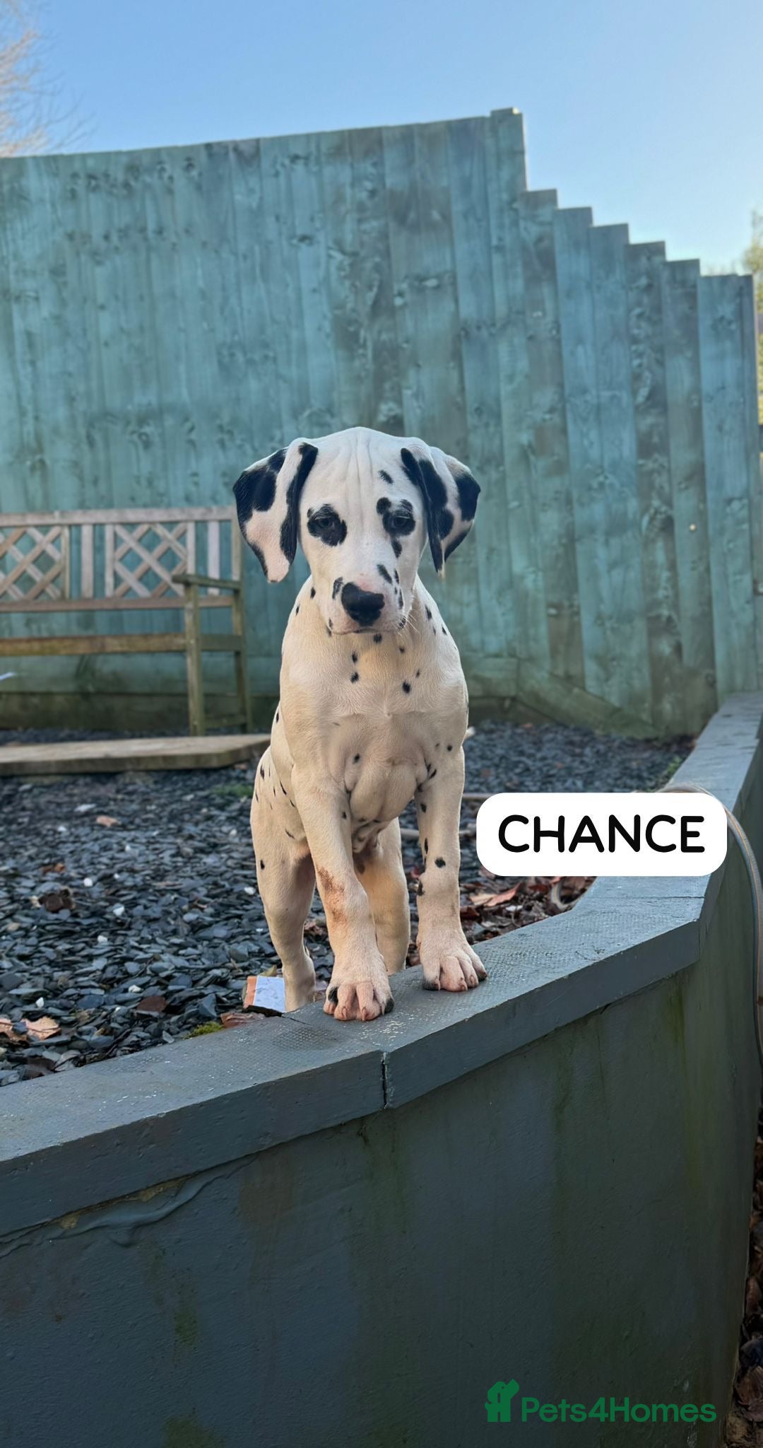 Dalmatian dogs KC Reg Dalmatian Puppies Black & Liver Ready Now - Advert 3