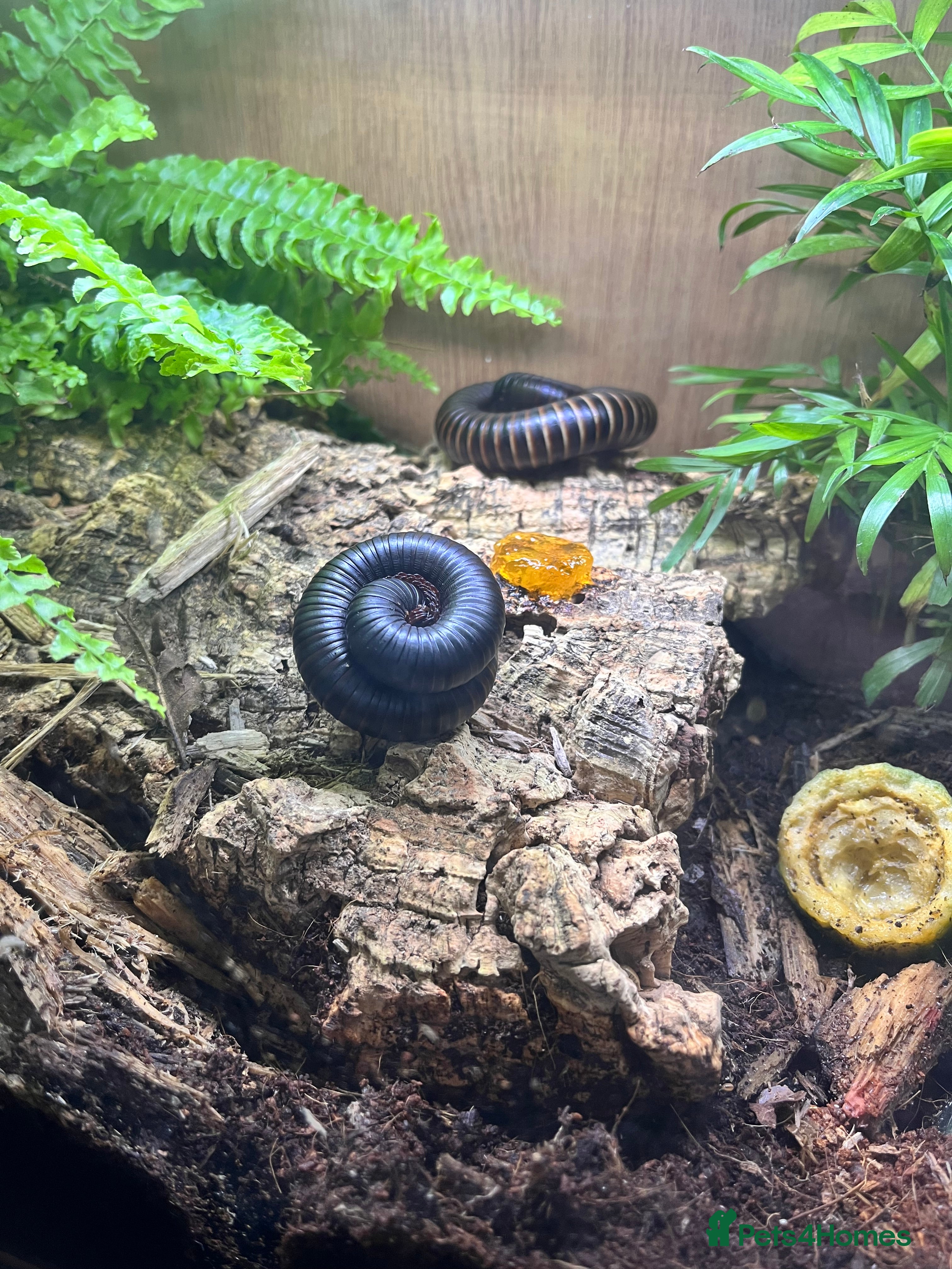 Millipedes invertebrates Breeding pair of giant African millipedes  - Advert 1