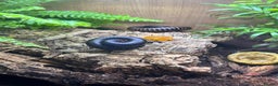 Millipedes invertebrates for sale: Breeding pair of giant African millipedes  - Advert 1