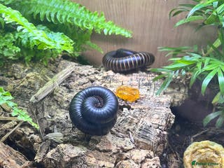 Millipedes invertebrates Breeding pair of giant African millipedes - Advert 1
