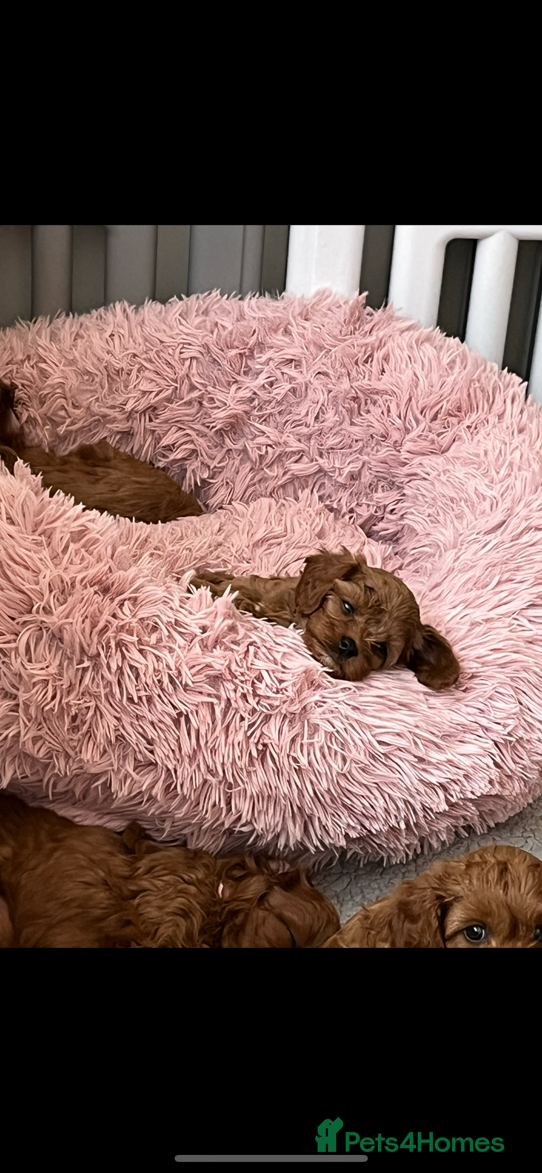 Cavapoo dogs for sale: 5⭐️⭐️⭐️⭐️⭐️F1b Curly Teddy Cavapoo’s DNA/heart  - Image 6