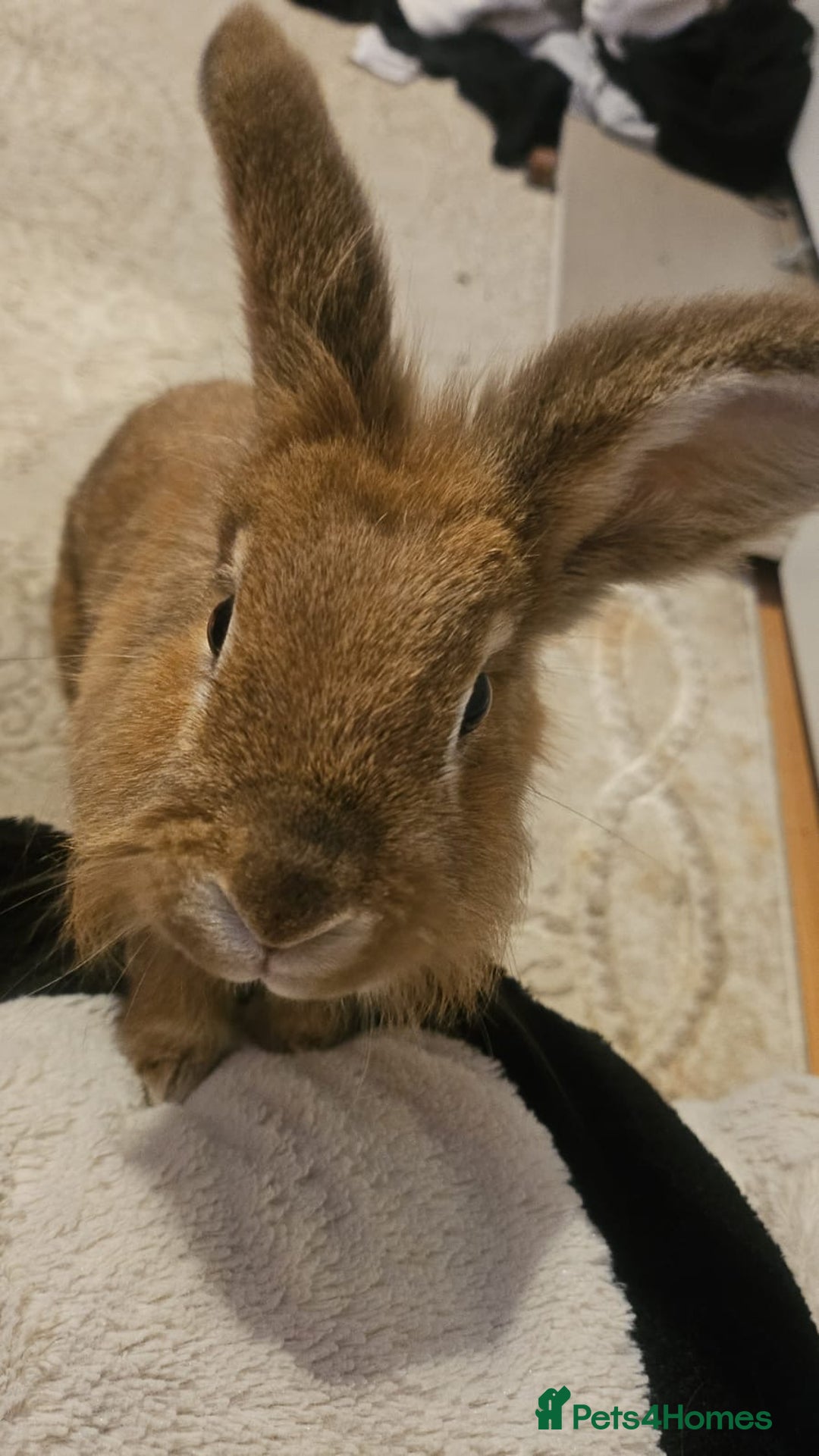 Lionhead rabbits for sale: Lion Head Male Rabbit  - Image 2