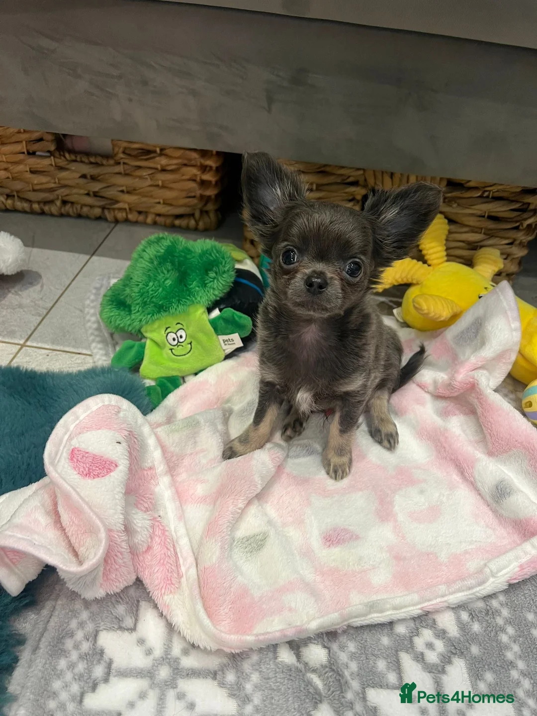 Chihuahua dogs for stud: 1.8kg TikTok star STUD DUTIES ⭐️ - Advert 14