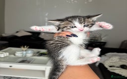 Domestic Shorthair cats for sale: 6 female kitten for sale - Image 8