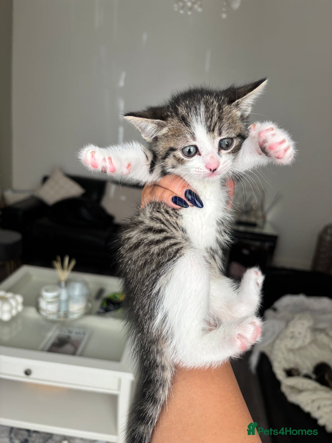 Domestic Shorthair cats for sale: 6 female kitten for sale - Image 8