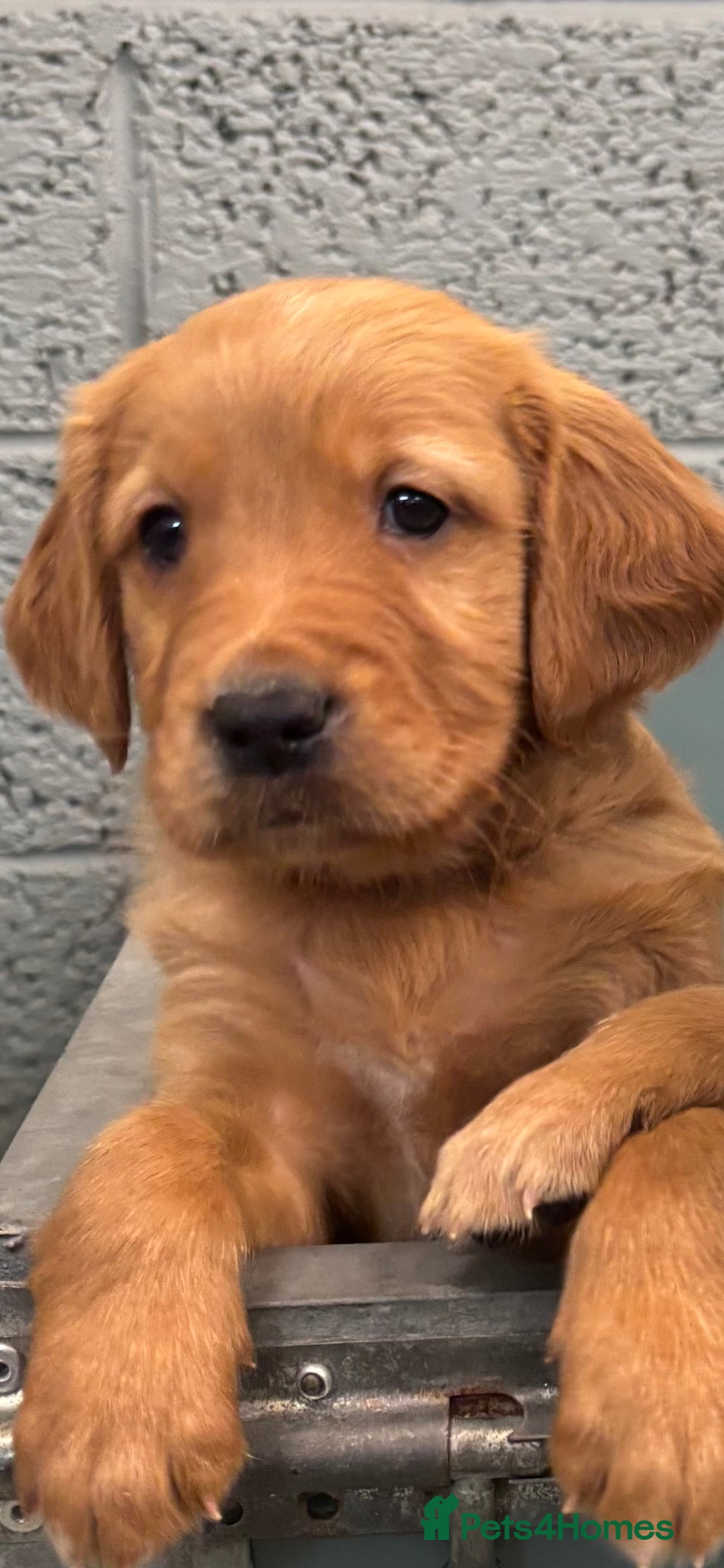 Golden Retriever dogs for sale:  Golden retriever puppies  - Advert 15