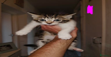 American Shorthair cats - Advert 7