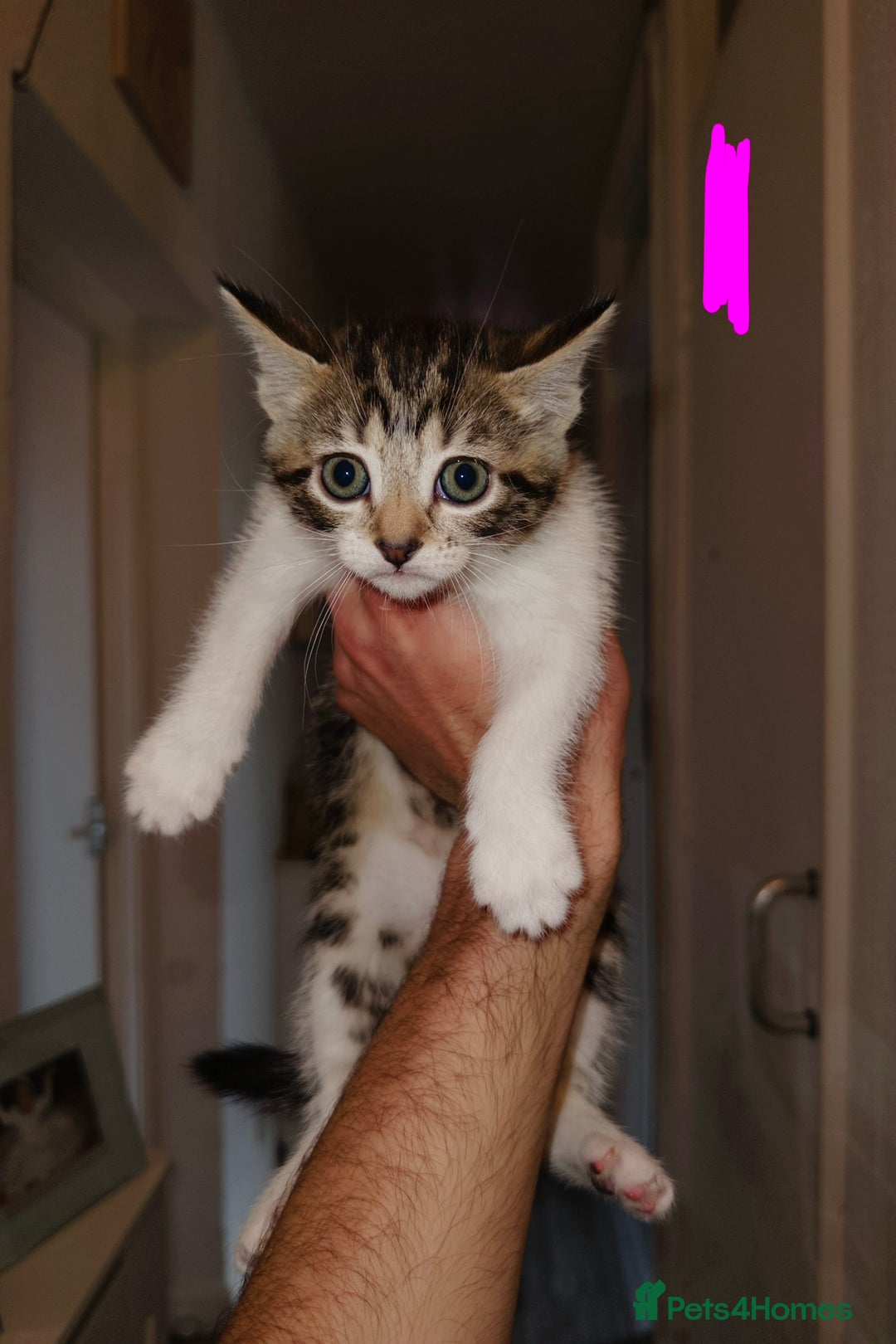 American Shorthair cats for sale: American Shorthair elegance times five ✨ - Image 3