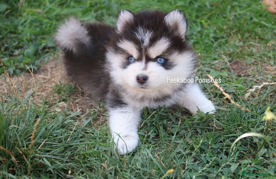 Pomsky dogs for sale: *WAITLIST OPEN* Pomsky puppy *FOUND HOMES* - Image 11