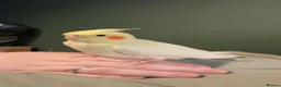 Cockatiels birds for sale: Beautiful hand-tame lutino Cockatiel  in Westbury - Advert 16
