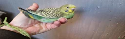 Budgerigars birds for sale: 3x 9 week old budgies ready now - Advert 11