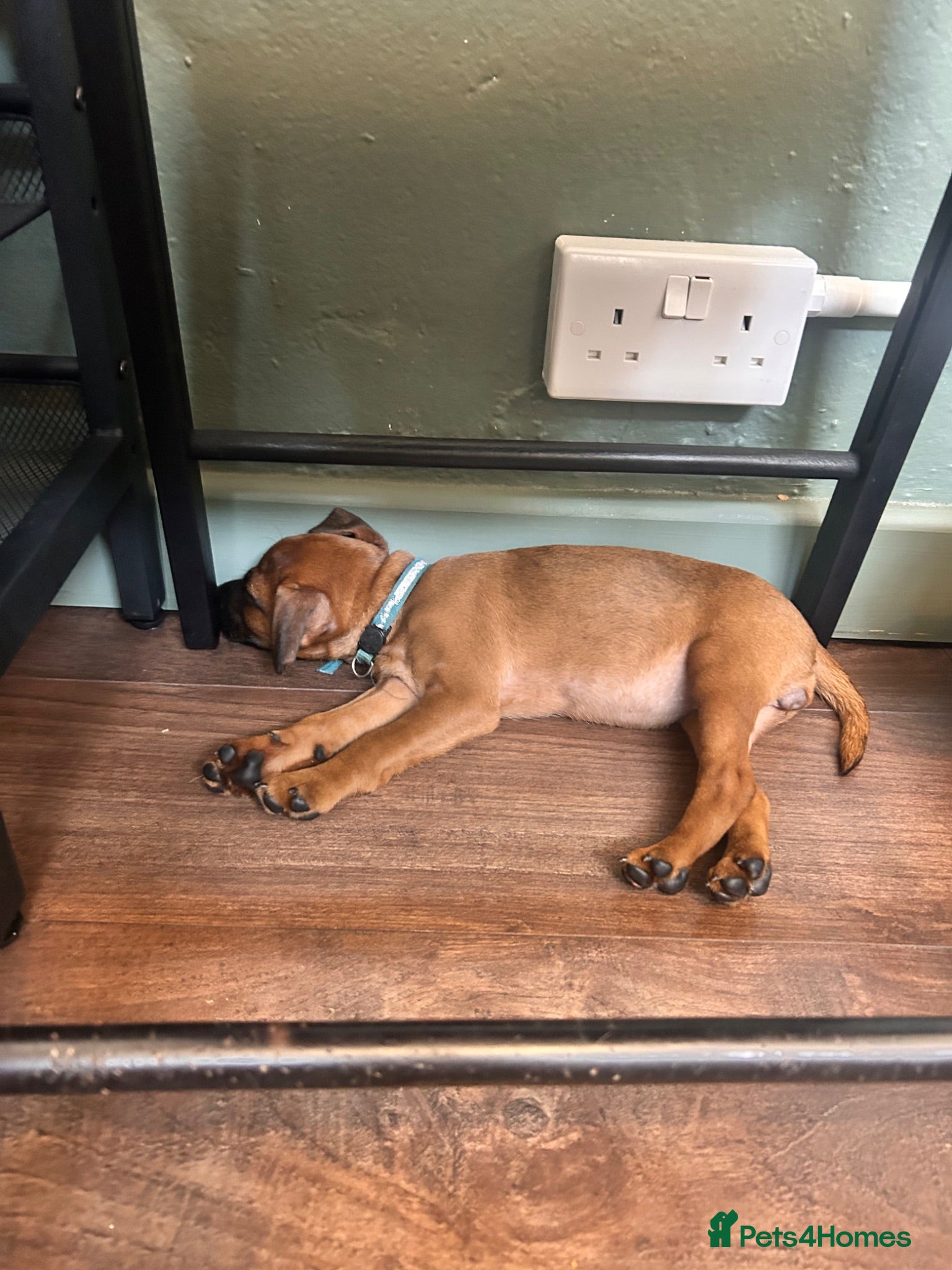 Patterjack dogs RARE & amazing coloured Patterjack pups!  - Advert 2