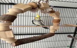 Cockatiels birds for sale: 1 cockatiel plus cage for sale  - Image 2