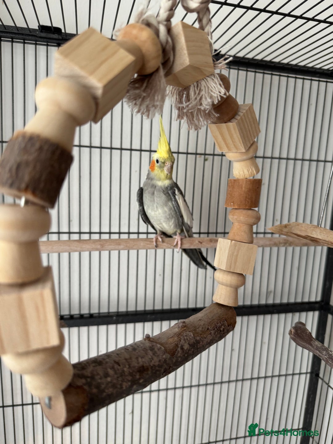 Cockatiels birds for sale: 1 cockatiel plus cage for sale  - Image 2