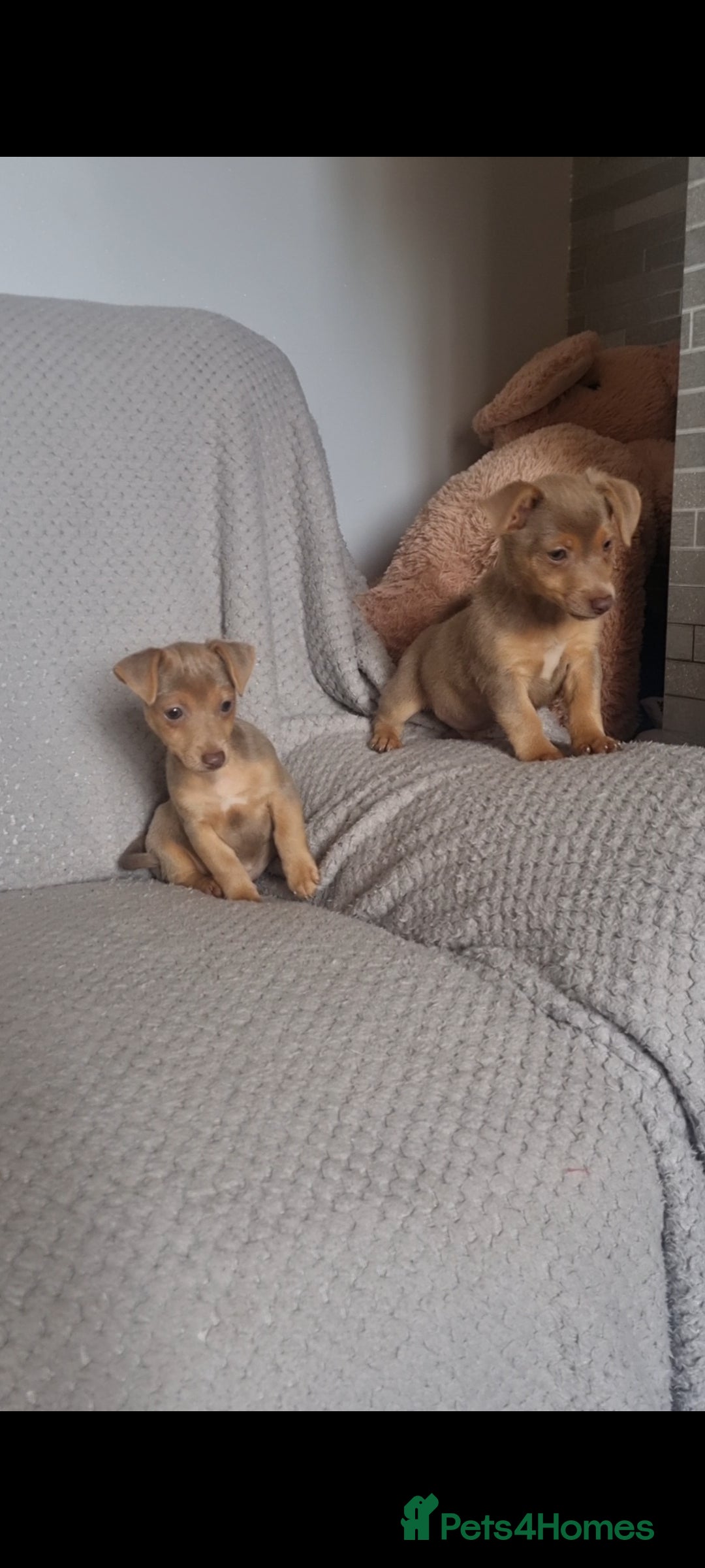 Jack Russell dogs for sale: Miniature jack Russell's only 3 available now - Image 36