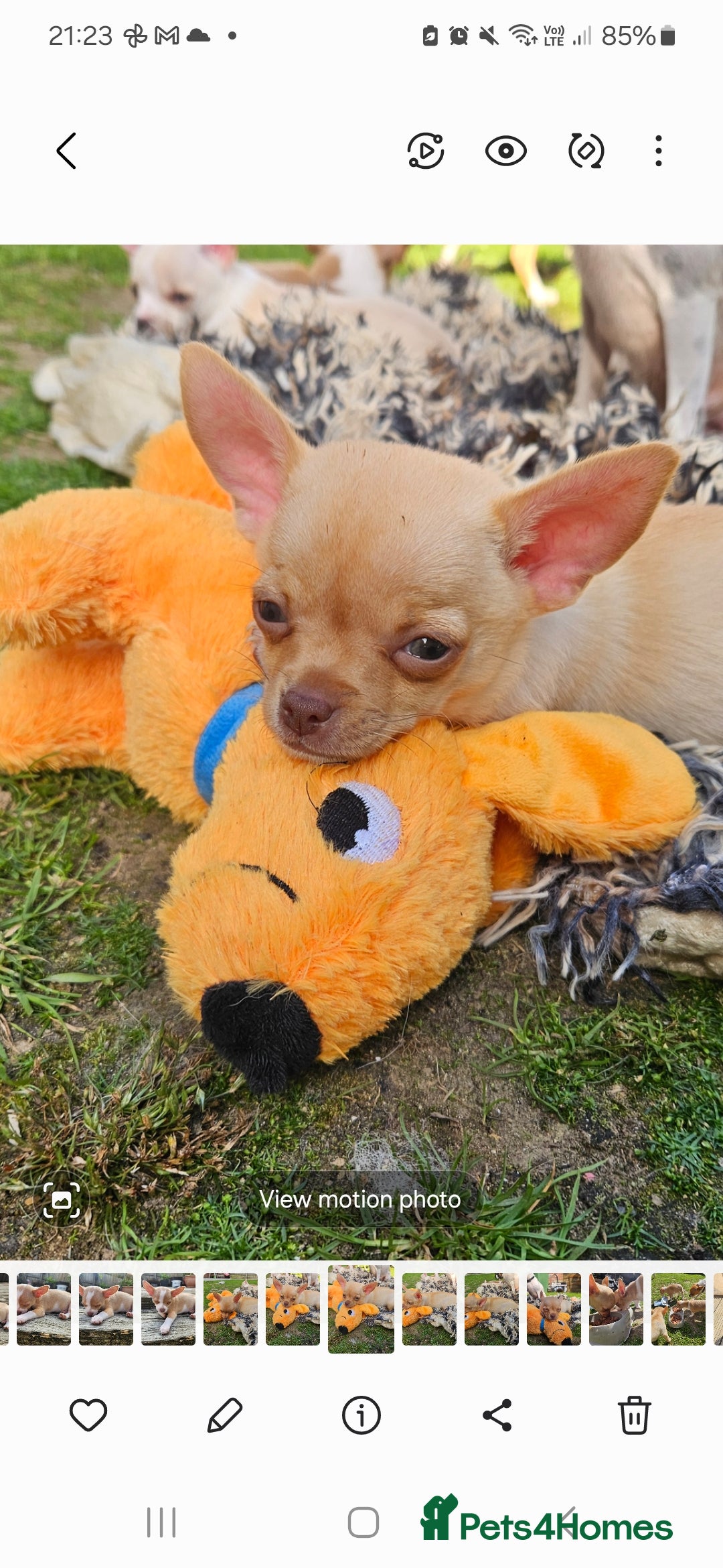 Chihuahua dogs for sale: Beautiful chihuahua for sale - Image 2