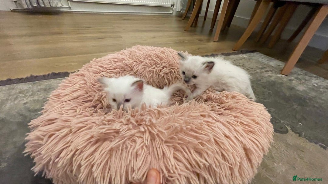 Ragdoll cats for sale: Rag doll kittens  - Image 6