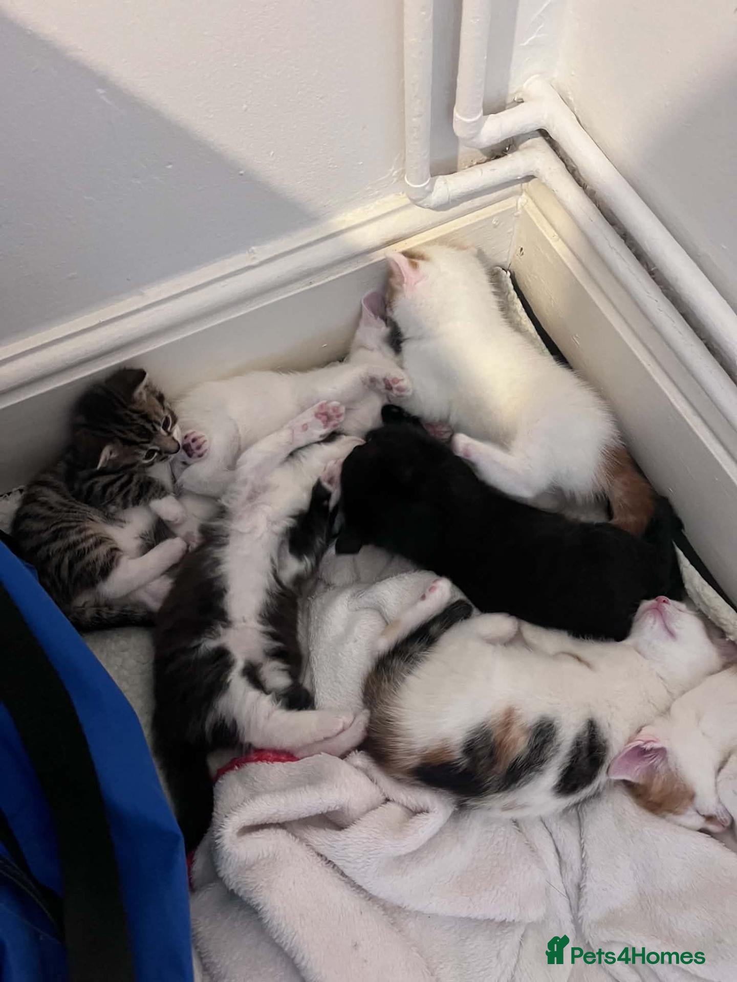 Mixed Breed cats Beautiful kittens ready for their forever homes - Advert 1
