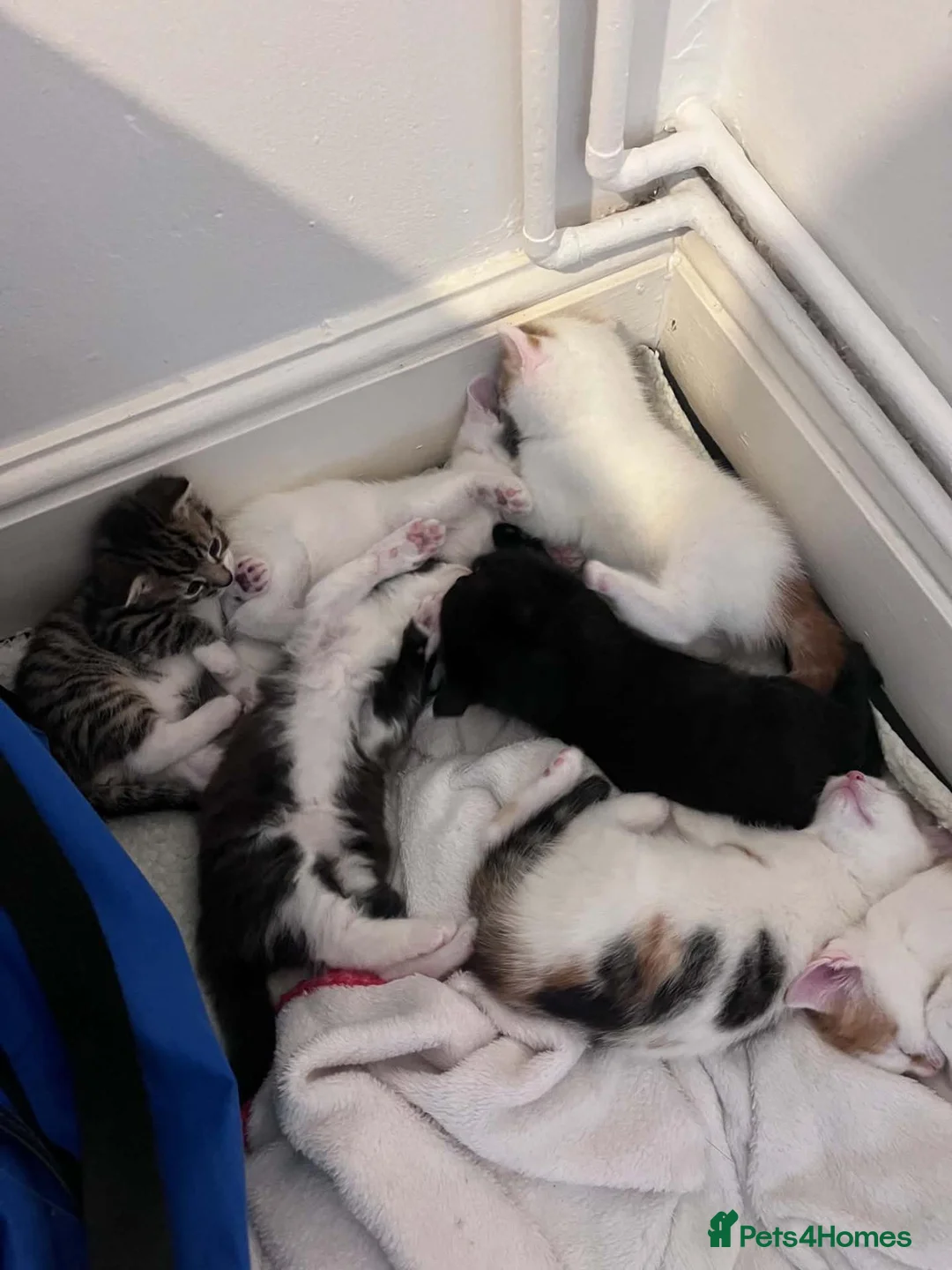 Mixed Breed cats for sale: Beautiful kittens ready for their forever homes - Advert 1