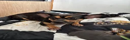 Mixed Breed dogs for sale: Beautiful puppy’s  - Advert 10