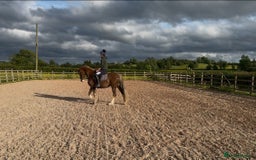 Welsh Section D horses for sale: 🌟 Gorgeous – Quality Welsh Section D – 14.2hh 🌟 - Image 3