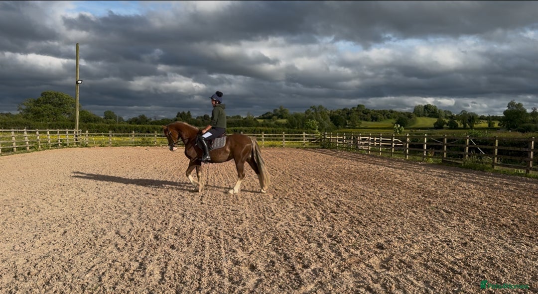 Welsh Section D horses for sale: 🌟 Gorgeous – Quality Welsh Section D – 14.2hh 🌟 - Image 3