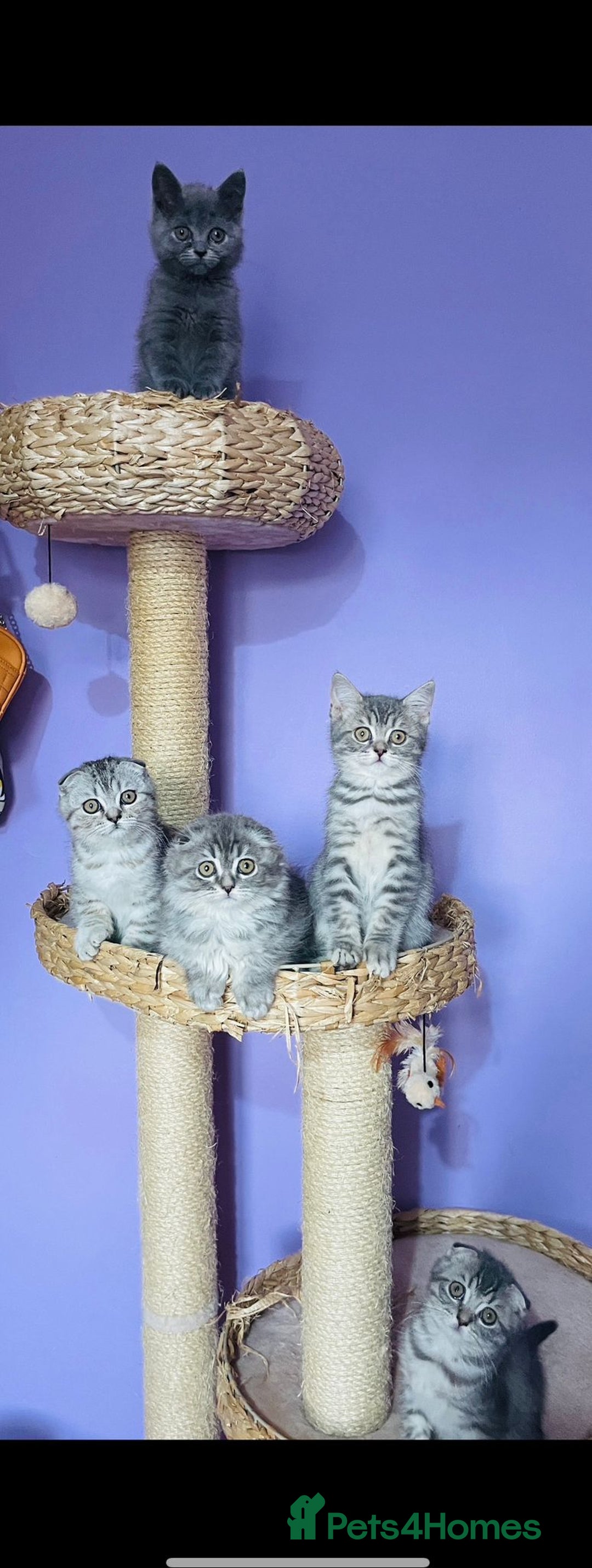 Scottish Fold cats for sale: Beautiful litter looking for new homes ❤️❤️ - Advert 7