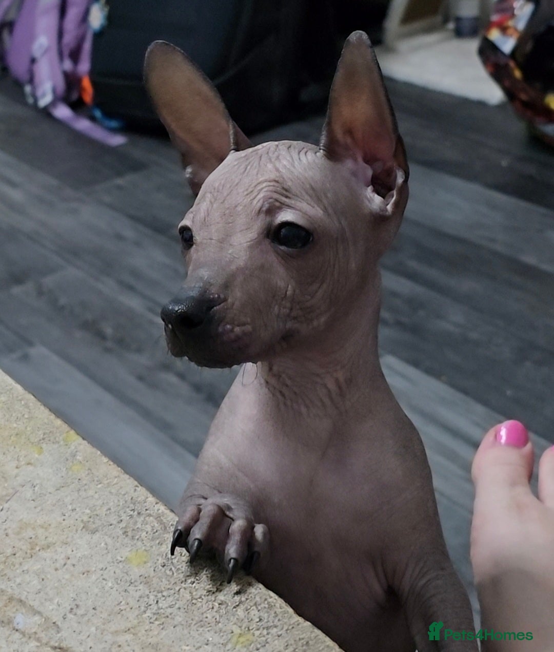 Mexican Hairless dogs for sale: XOLO Last two boys RKC registered.Liver and black  - Advert 6