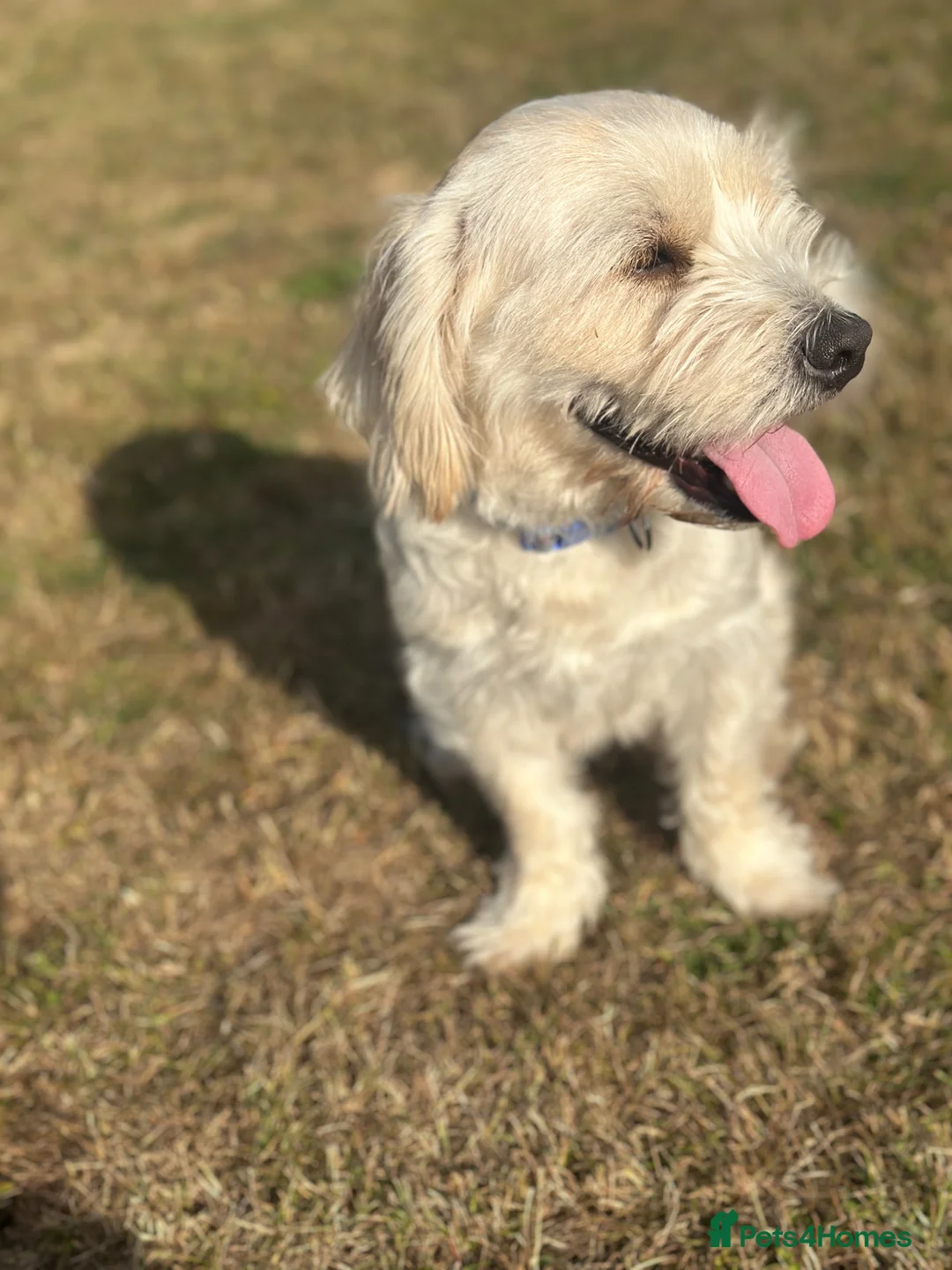 Mixed Breed dogs for sale: Luna - A Beautiful Labrador Mix - Advert 2