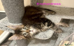 Maine Coon cats for sale: GCCF Maine Coon Kitten Stunning Girl Ready Now - Image 12